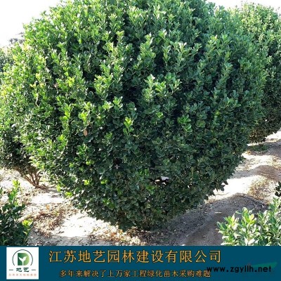 龜甲冬青價格_龜甲冬青產地_龜甲冬青綠化苗木苗圃基地