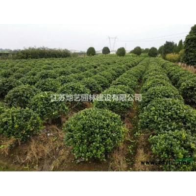 大量出售丹麥草，丹麥草基地，沭陽丹麥草，丹麥草價格