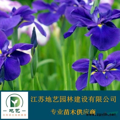 供應(yīng)構(gòu)樹(shù)苗 江蘇構(gòu)樹(shù)苗產(chǎn)地 江蘇地藝園林苗圃基地