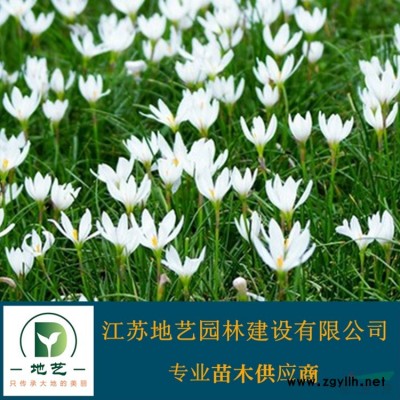江蘇金葉女貞球 黃葉女貞球 金葉女貞球價(jià)格