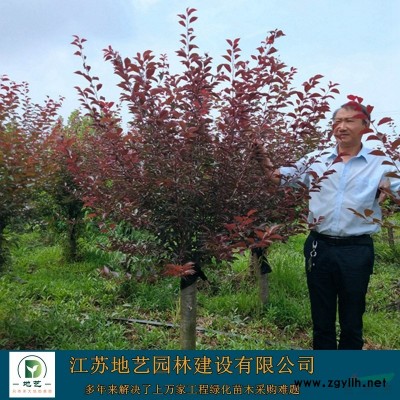 江蘇紫葉小波小苗 紫葉小檗價格 紫葉小檗小苗 江蘇地藝苗圃