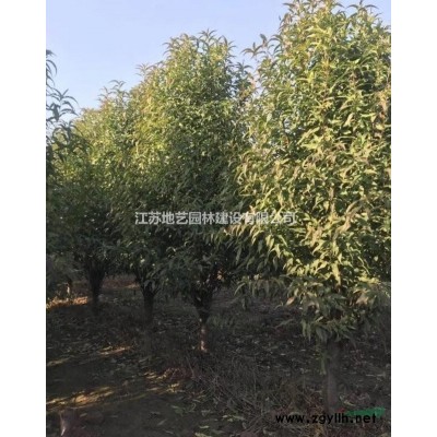 供應紫竹產地 江蘇地藝園林苗圃基地 江蘇紫竹價格
