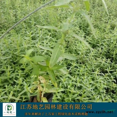 供應紫葉矮櫻 江蘇紫葉矮櫻價格產地 江蘇地藝園林苗圃基地