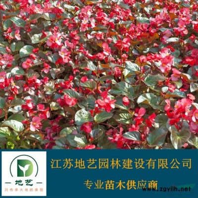 地藝苗圃大量供應(yīng)楊樹(shù)  江蘇意楊基地 楊樹(shù)價(jià)格 楊樹(shù)圖片