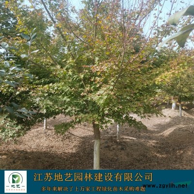地藝苗圃大量供應(yīng)五針?biāo)蓛r(jià)格 五針?biāo)苫?江蘇五針?biāo)?/></a>
<div><a href=