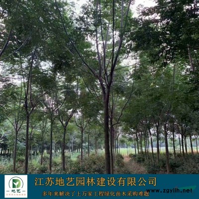 地藝苗圃大量供應(yīng)構(gòu)樹(shù)苗價(jià)格 構(gòu)樹(shù)苗基地 構(gòu)樹(shù)苗圖片