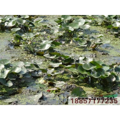 浙江水蔥介紹