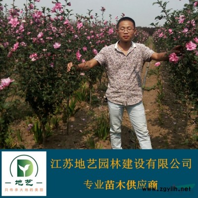 供應紅花繼木產地 江蘇地藝園林苗圃基地 江蘇紅花繼木
