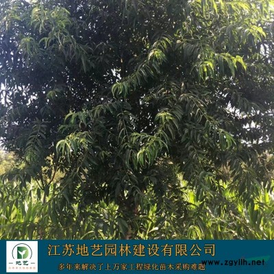 江蘇蜀檜 江蘇塔柏 蜀檜價格 塔柏價格