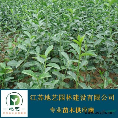 地藝苗圃大量供應白玉蘭 白玉蘭基地 江蘇白玉蘭價格