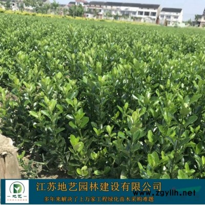 地藝苗圃大量供應(yīng)無(wú)刺構(gòu)骨球 無(wú)刺構(gòu)骨球球基地 無(wú)刺構(gòu)骨球價(jià)格
