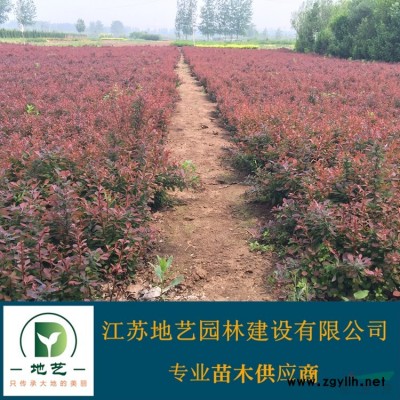 萬(wàn)壽菊 地藝苗圃大量供應(yīng)萬(wàn)壽菊  江蘇萬(wàn)壽菊價(jià)格