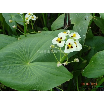 浙江紫葉千鳥花*新報價/紫葉千鳥花圖片