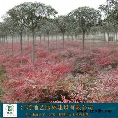地藝苗圃大量供應復葉槭  復葉槭基地 江蘇復葉槭價格