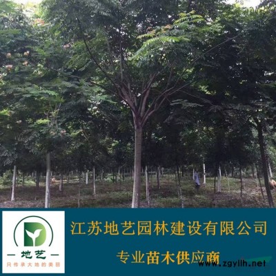 江蘇欒樹 黃山欒樹 欒樹價(jià)格 江蘇黃山欒樹基地 江蘇地藝苗圃