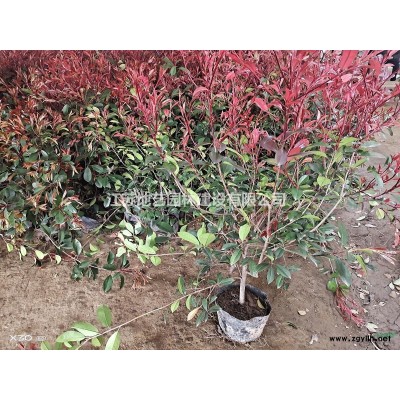 大量出售桂花、桂花價格、桂花圖片、桂花種植基地