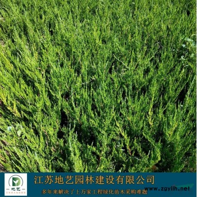 供應紫穗槐產地 江蘇地藝園林苗圃基地 江蘇紫穗槐價格
