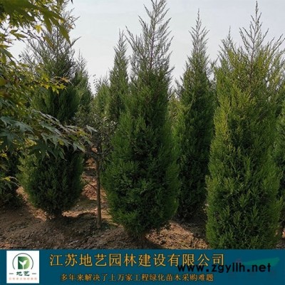 基地直銷紫葉李 紫葉李照片 江蘇紫葉李產地 紫葉李價格