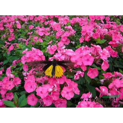 花葉水蔥*新價格/花葉水蔥報價