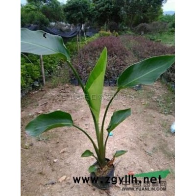 非洲茉莉2報價/福建非洲茉莉2報價