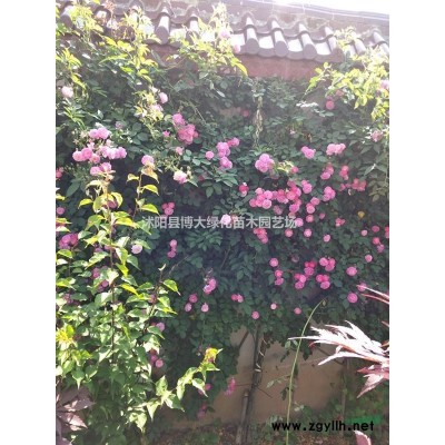 塔柏價格 50公分塔柏行情報價 蜀檜苗 塔柏苗種植基地