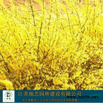 江蘇黑麥草草坪 江蘇四季草草坪 江蘇地藝園林苗圃