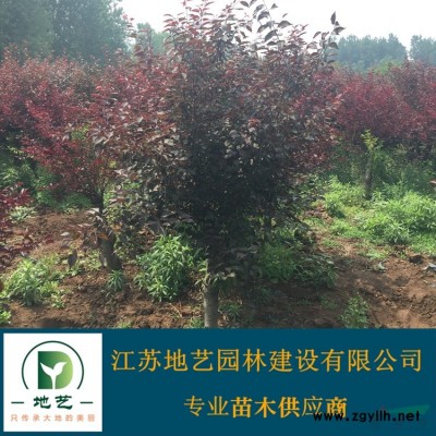 供應(yīng)雞爪槭小苗 江蘇雞爪槭小苗產(chǎn)地 江蘇地藝園林苗圃基地