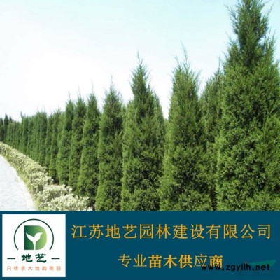 一串紅 江蘇一串紅產(chǎn)地 江蘇地藝園林苗圃基地