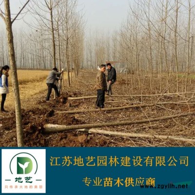地藝苗圃大量供應(yīng)細(xì)葉芒 江蘇細(xì)葉芒基地 細(xì)葉芒價(jià)格