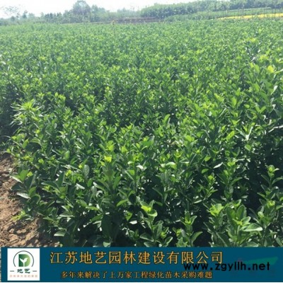 地藝苗圃大量供應(yīng)桃樹(shù)小苗 江蘇碧桃  碧桃圖片