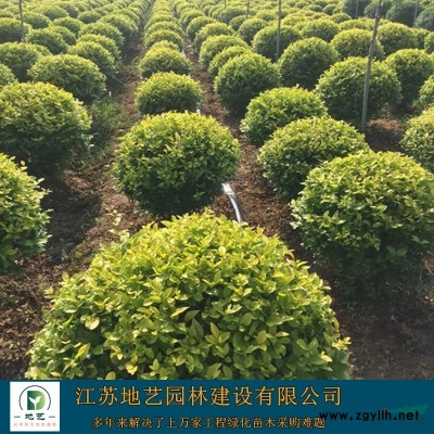 冬青球 大葉黃楊球 地藝苗圃大量供應(yīng)冬青球 大葉黃楊球基地