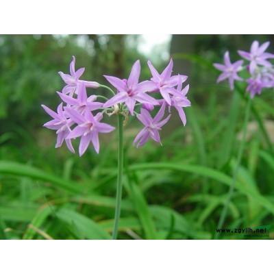 細葉芒行情報價\細葉芒圖片展示
