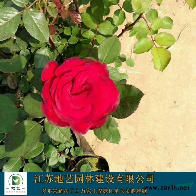 供應紅花繼木球產地 江蘇地藝園林苗圃基地 江蘇紅花繼木球價格