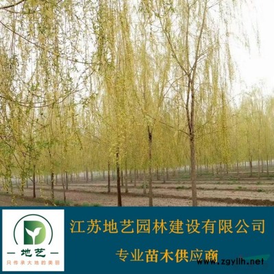 江蘇海桐價格 地藝苗圃大量供應海桐 海桐基地