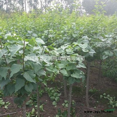 江蘇地被石竹價格 地藝苗圃大量供應地被石竹 地被石竹球基地