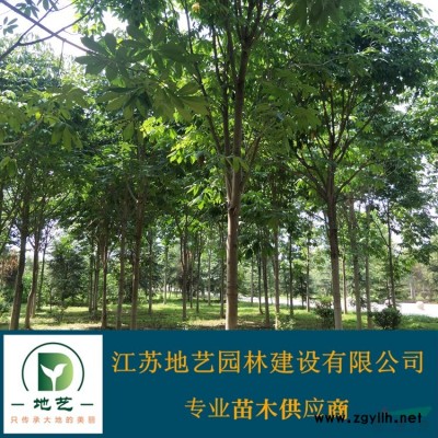 江蘇月季價格 豐花月季價格 品種月季基地 江蘇地藝苗圃