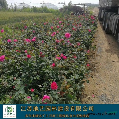 供應(yīng)紫葉小檗球 江蘇紫葉小檗球價(jià)格產(chǎn)地 江蘇地藝園林苗圃基地