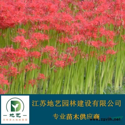 基地直銷紅葉石楠柱 紅葉石楠柱照片 江蘇紅葉石楠柱產地