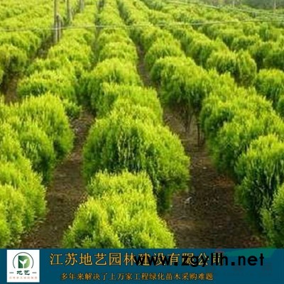 瓜子黃楊苗基地、瓜子黃楊小苗、江蘇地藝園林