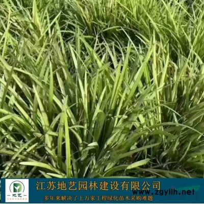 地藝苗圃大量供應紫藤  紫藤基地 江蘇紫藤價格