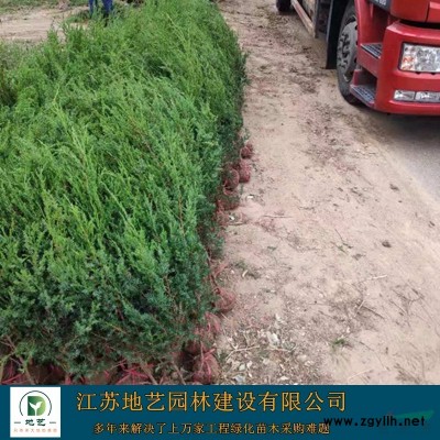 地藝苗圃大量小葉女貞 小葉女貞基地 江蘇小葉女貞價(jià)格