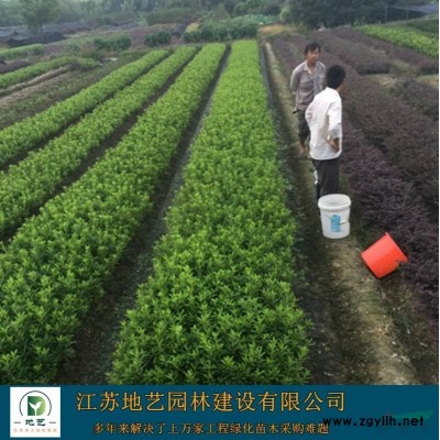 基地直銷(xiāo)瓜子黃楊球 瓜子黃楊球照片 江蘇小葉黃楊球價(jià)格