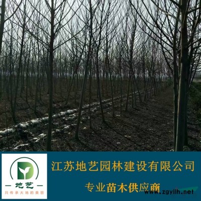 供應(yīng)大葉黃楊大葉黃楊產(chǎn)地 江蘇地藝園林苗圃基地 江蘇冬青小苗