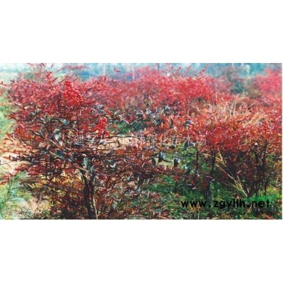 紅豆杉報(bào)價(jià)/江蘇紅豆杉報(bào)價(jià)