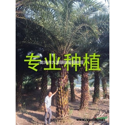 紫薇價格 紫薇樁價格 紫薇樹樁 紫薇盆景