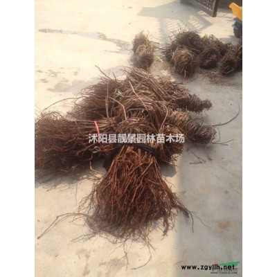 供應(yīng)；荷花睡蓮水葫蘆蘆葦鳶尾水體綠化苗木價(jià)格
