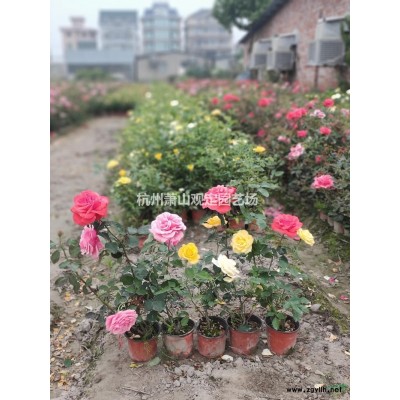 供應八仙花工程地栽苗 綠化杯苗：小毛球