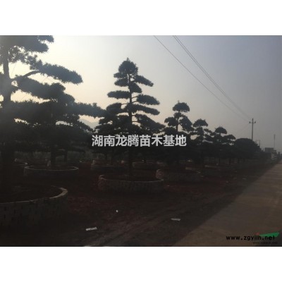 紅葉李、紅葉李樹、紅葉李小苗、紫葉李、紫葉李樹、紫葉李小苗等