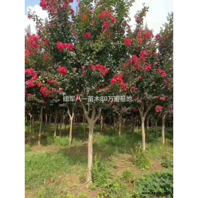 江蘇紅楓*新報(bào)價(jià)/紅楓圖片