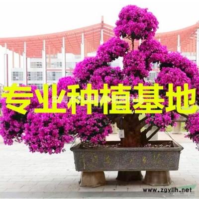 福建加拿利海棗價格 福建加拿利海棗報價 福建加拿利海棗行情